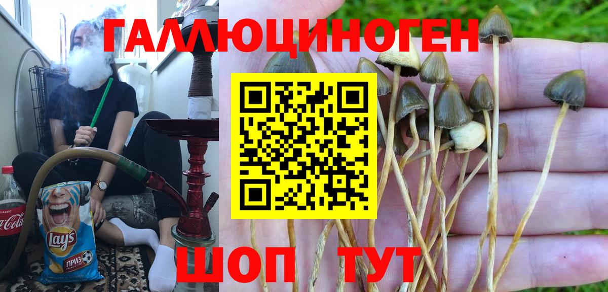 Псилоцибиновые грибы GOLDEN TEACHER  Вход с VPN  закладка  Кузнецк  Галлюциногенные грибы GOLDEN TEACHER 
